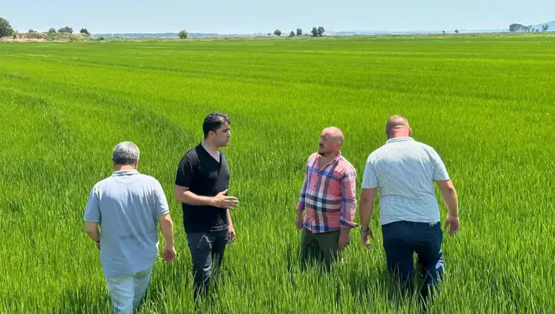 Yeşil Deniz Gibi Çeltik Tarlaları: Rekor Hasat Beklentisi!