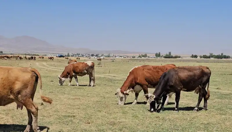 Arin Gölü’nün Kuruması: Şehri Bekleyen Su Krizinin Gizli Seyri