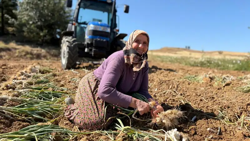 Türkiye'nin Selenyum Cenneti: Tarladan Günlük 1200 Lira Kazanmak Mümkün mü?
