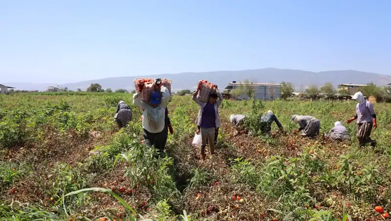 Çöl Sıcaklarında Ekmek Mücadelesi: Saat Ücreti Sadece 250 TL