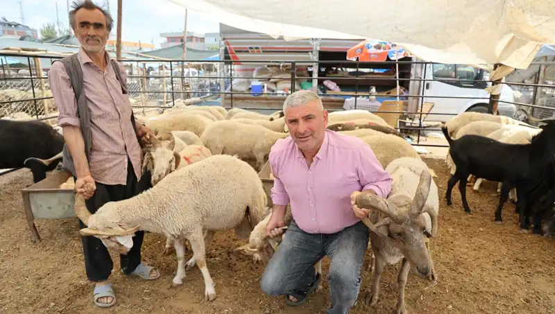 Kurban Pazarının Yıldızı: Dört Boynuzlu Koçlar Tüm Dikkatleri Üzerine Çekiyor